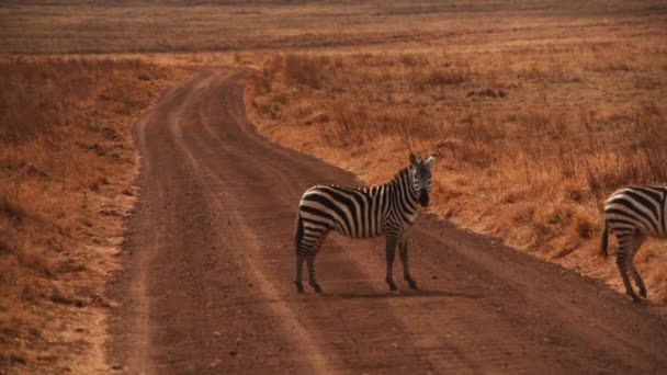 Zebras Cruzando Estrada Terra Serengeti Pára Olha Para Câmera Gimbal — Vídeo de Stock