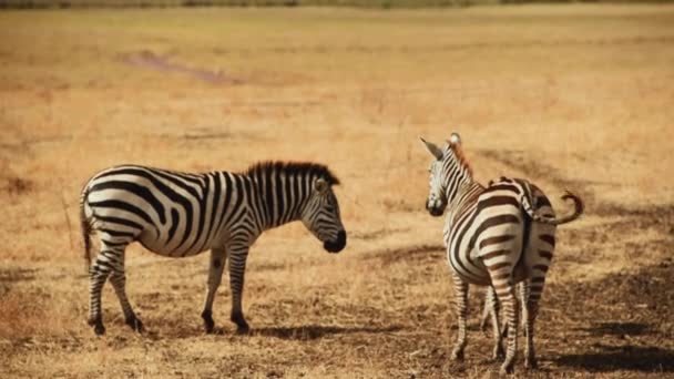 Dua Zebra Berdiri Savannah Serengeti Tanzania Tangan Dipegang — Stok Video