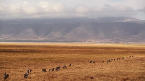 Wildebeests Zebras While Crossing Savannah Gimbal — Stock Video