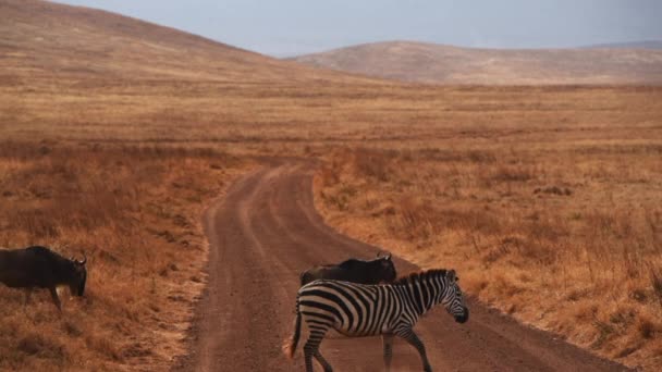 Grupo Ñus Cebras Cruzando Camino Tierra Serengeti Gimbal — Vídeo de stock