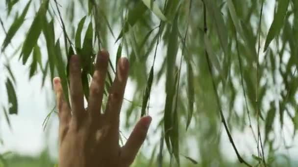 Рука Достигает Плачущей Ивы Salix Babylonica Ханчжоу Китай — стоковое видео