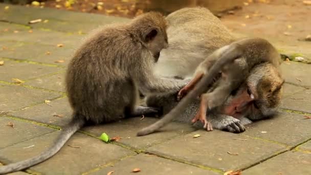 Long Tailed Macaque Laid Pavement Groomed Playful Juveniles Medium Shot — Stock Video