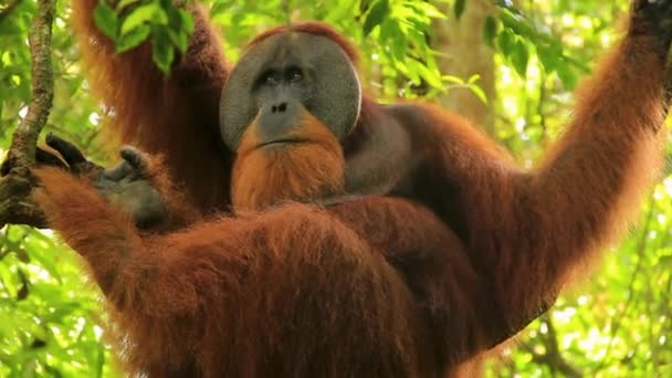 Obtjänare Sumatran Orangutan Hängande Filial Sumatra Indonesien Låg Vinkel Medium — Stockvideo