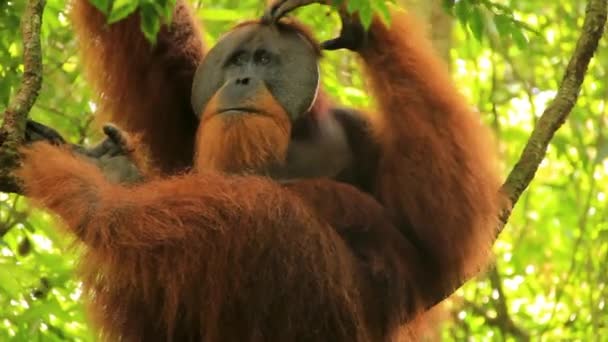 Mężczyzna Sumatran Orangutan Drapanie Głowa Balansowanie Oddziałów Indonezji Długie Średnie — Wideo stockowe