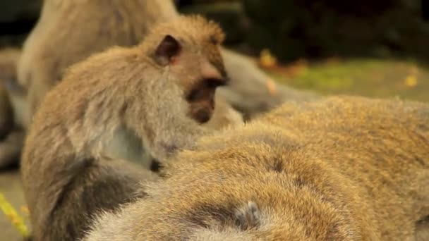 Juvenil Macaque Cuidando Cuidando Con Impaciencia Reposando Senior Bali Indonesia — Vídeo de stock