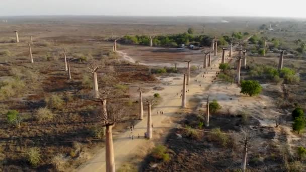 Aleja Baobab Madagaskarze Szeroki Strzał Powietrza Wokół Drzew — Wideo stockowe