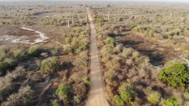 Madagaszkáron Baobab Erdő Felett Repül Légi Felvétel — Stock videók