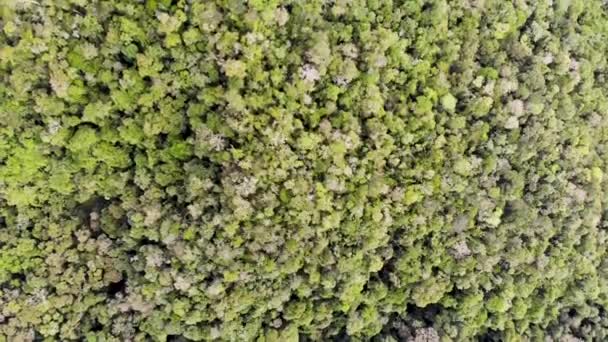 緑豊かな緑の上の空中ビューマダガスカルのジャングルのキャノピー — ストック動画
