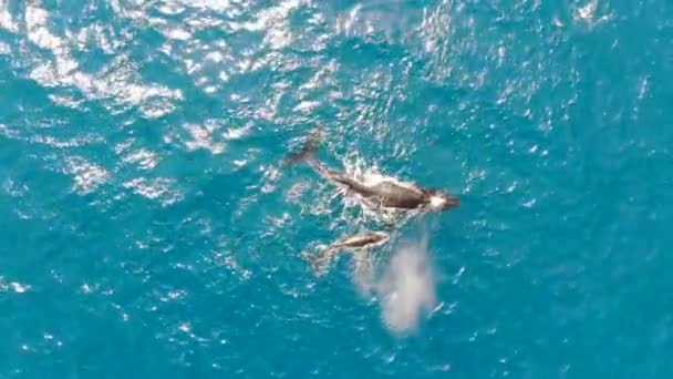 成年座头鲸和小腿鲸冲破水面并使用气孔 空中无人驾驶飞机视图 — 图库视频影像