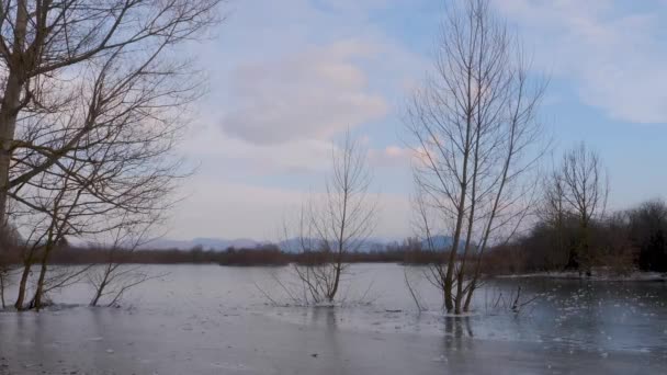 Stromy Zamrzlé Jezeře Zmrazené Jezero Cerknica Stromy Pohybujícími Větru — Stock video