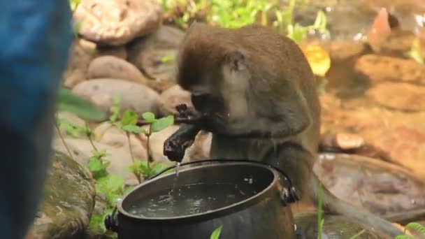 Macaque Longue Queue Mangeant Gauche Sur Une Marmite Acier Forme — Video