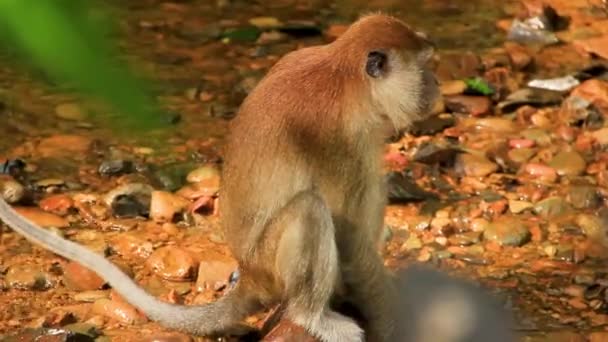 Scimmia Coda Lunga Godendo Rocky Creek Sumatra Indonesia Medio Primo — Video Stock