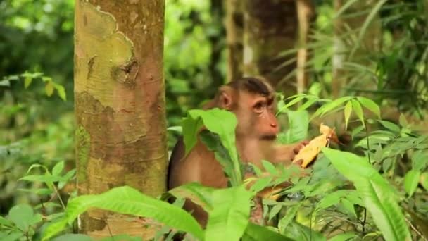 인도네시아 수마트라에서 맛있는 과일을 즐기고 사이에 마카크 가까이 미디엄 — 비디오