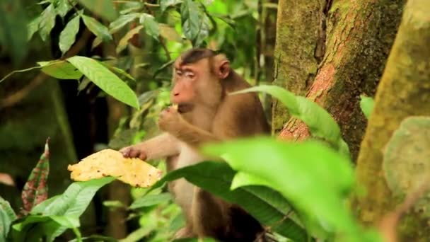 Macaco Cola Larga Balinés Comiendo Contentos Una Fruta Mango Medio — Vídeo de stock