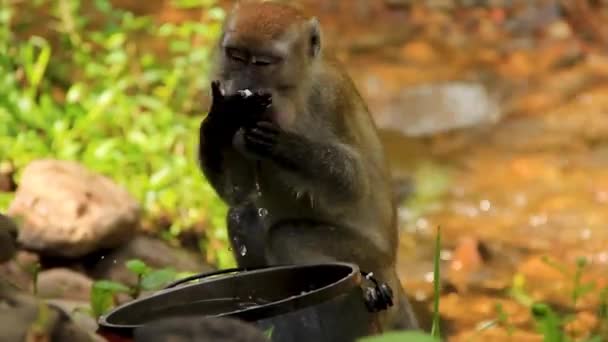 Małe Małpki Biorące Zachwycające Smakołyki Stalowej Wazy Pobliżu Potoku Sumatrze — Wideo stockowe