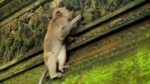 Macaque Pendurado Fachada Templo Macaco Floresta Lambendo Musgo Das Paredes — Vídeo de Stock