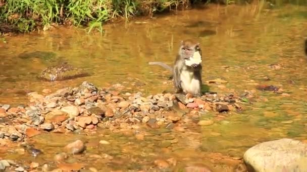 Carino Scimmietta Godendo Cracker Riso Mezzo Torrente Roccioso Sumatra Indonesia — Video Stock