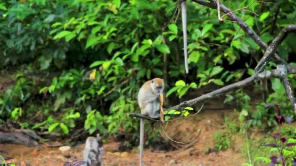 Balijské Opice Vyvažování Dlouhé Větvi Stromu Žvýkání Banánu Sumatra Indonésie — Stock video