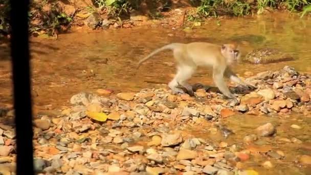 Macaco Cola Larga Disfrutando Del Agua Dulce Que Fluye Por — Vídeos de Stock