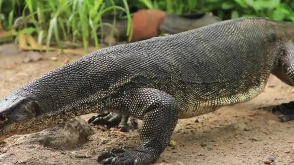 Stor Perentie Lizard Varanus Giganteus Långsamt Strövar Runt Sumatra Island — Stockvideo