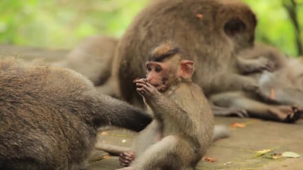 小さな赤ちゃんバリの長い尾のマカクは インドネシアのウブドの猿の森で彼の家族の間で種子を完全に噛む 中近接追跡ショット — ストック動画