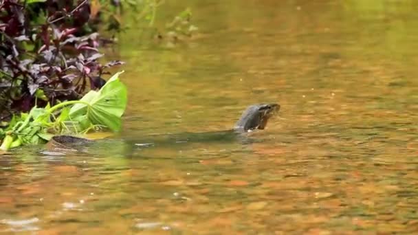 Slithering Perentie Dragon Reptile Crossing Small Rocky Creek Amidst Indonesian — Stock Video