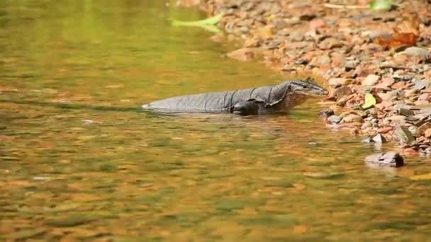 인도네시아어 크기의 추적용 촬영용 점박이 도마뱀 천천히 개울에서 미끄러져 내려온다 — 비디오