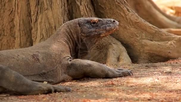 Frayed Komodo Dragon Varanus Komodoensis Dinosaurie Ödla Vilar Skuggan Sumatra — Stockvideo