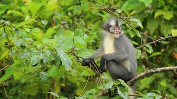 Cute Thomas Langur Presbytis Thomasi Siedzi Gałęzi Pośród Bujnej Zieleni — Wideo stockowe