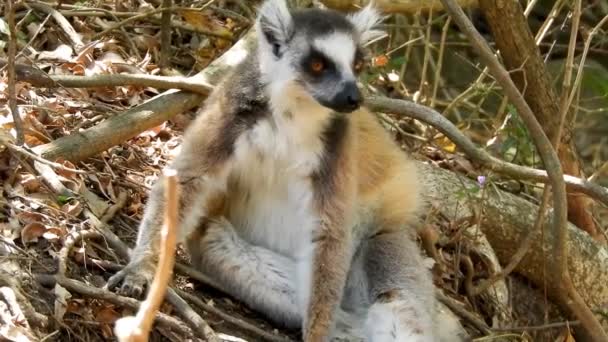 Cytryna Lesie Madagaskaru Strzał Bliska — Wideo stockowe