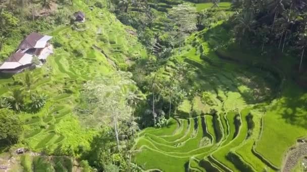Emerald Πράσινο Ταράτσες Ρυζιού Εξαπλωθεί Όλη Την Κοιλάδα Πλαγιές Μπαλί — Αρχείο Βίντεο