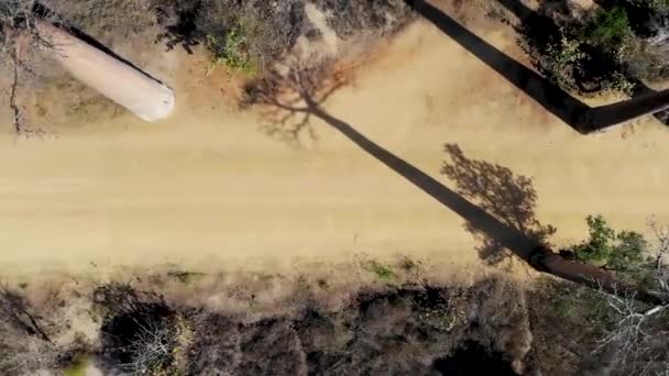 Avenue Baobabs Madagascar Birds Eye View Drone — Stock Video