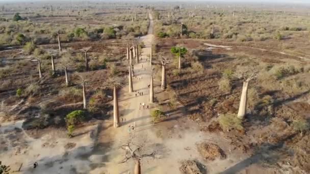 Aleja Baobabów Madagaskar Latanie Nad Strzałem Drona — Wideo stockowe
