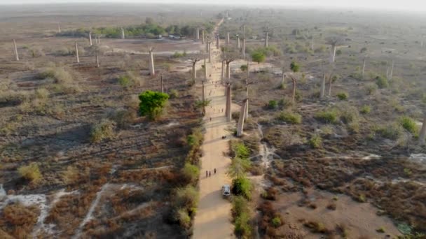 Aleja Baobabów Turyści Zwiedzający Drzewa Widok Drona Nad Głową — Wideo stockowe