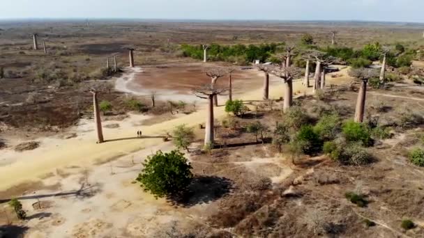 Aleja Baobabów Madagaskar Dron Krążący Powyżej — Wideo stockowe