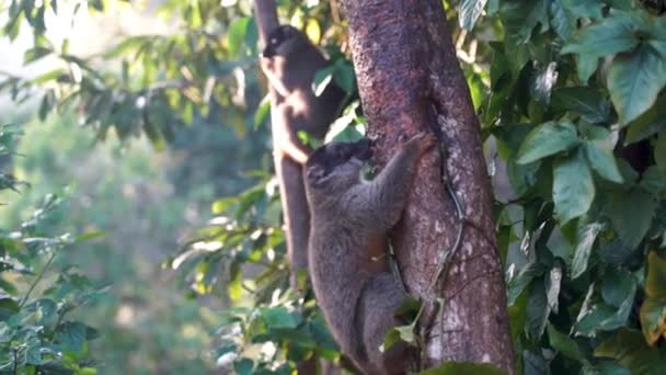 Brązowe Lemury Madagaskaru Liżące Korę Drzew Blisko Lemury — Wideo stockowe