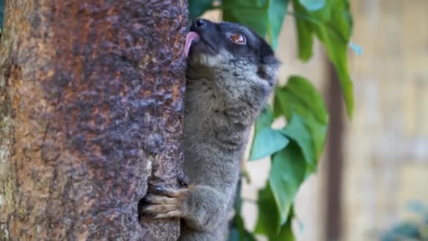 Lemur Brun Lingând Coaja Unui Copac Close Shot — Videoclip de stoc