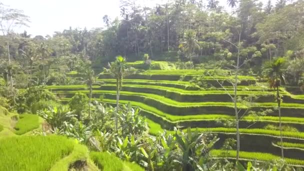 Pittoreska Lummiga Gröna Ris Terrasser Bali Countryside Indonesien Antenn Brett — Stockvideo