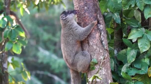 Brown Lemur Lambendo Casca Uma Árvore Madagascar Larga Dose Lemur — Vídeo de Stock