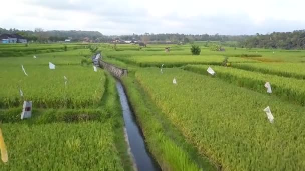 Campos Arroz Vasto Balinés Que Extienden Hasta Horizonte Indonesia Vuelo — Vídeos de Stock