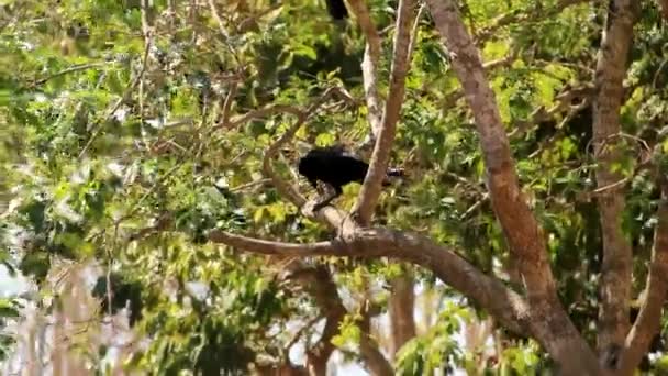 Cuervo Encaramado Árbol Arañando Pico Contra Tronco Isla Komodo Indonesia — Vídeos de Stock