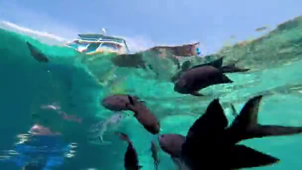 Водяний Підводний Човен Сноркелінг Острові Комодо Маленькими Рибами Плавають Навколо — стокове відео