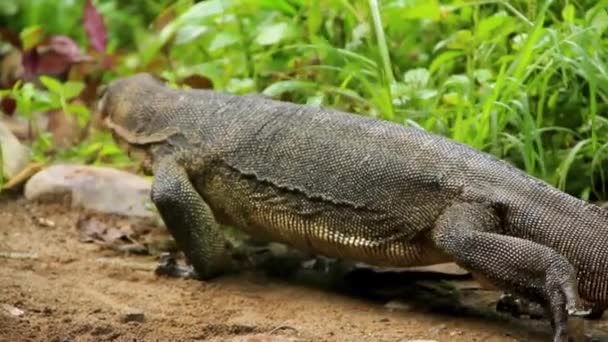 Big Monitor Goanna Lizard Slowly Stepping Sumatran Forest Medium Close — Stock Video