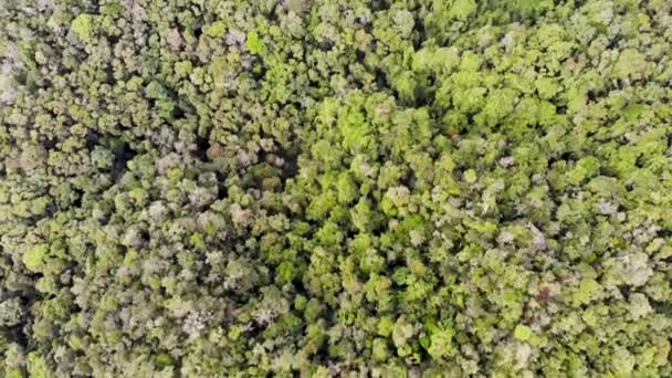 Volando Sobre Frondosos Toldos Árboles Verdes Selva Ranomafana Madagascar — Vídeo de stock