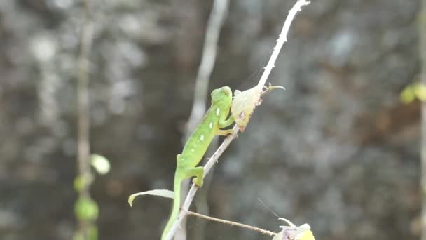 Caméléon Déplaçant Long Une Branche Arbre Instable Plan Large — Video