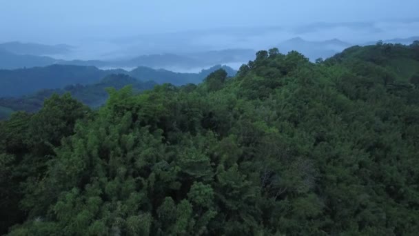 Coup Drone Forêt Crépuscule — Video