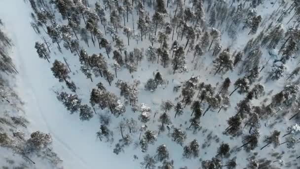 Trail Densely Scots Pine Woods Vid Fjärrskogen Lappland Finland Vintern — Stockvideo