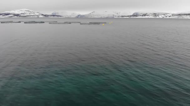 Norsk Fjord Norge Laxodling Med Bursystem Flygfoto — Stockvideo