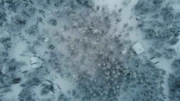 芬兰拉普兰北部国家公园的雪盖树梢和卡宾的屋顶位于Inari森林 空中自上而下射击 — 图库视频影像