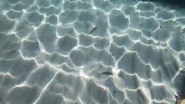 Halak Úsznak Víz Alatt Óceán Fenekén Menorca Sziget Spanyolország Alatt — Stock videók